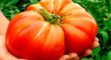 Charakteristika a popis odrůdy rajčat sibiřský